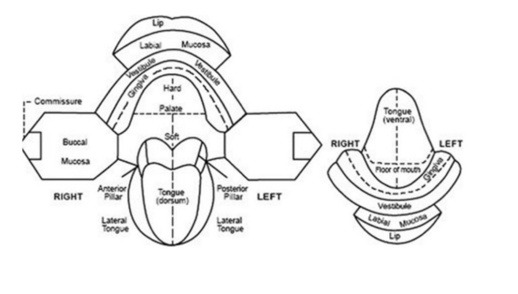 Diagram of the intraoral locations 